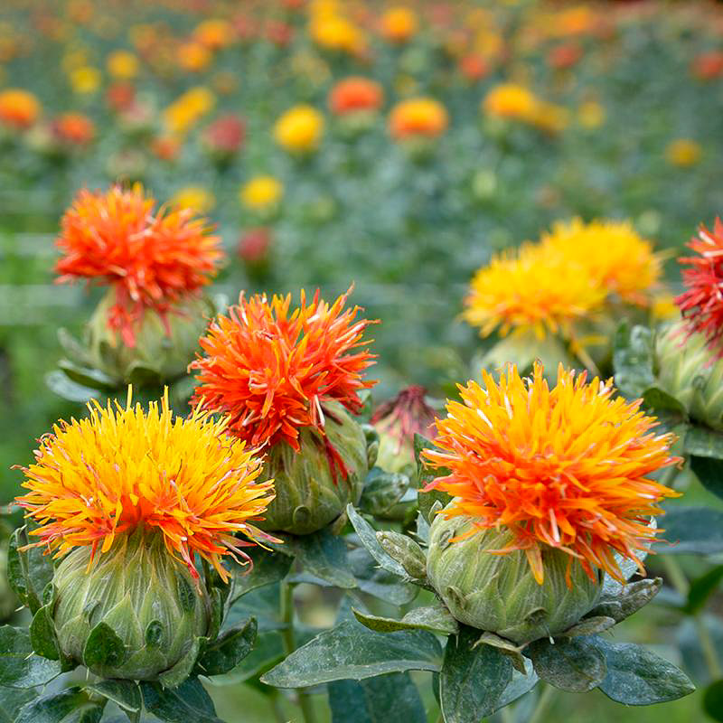 Organic Safflower Oil AllyOrganic