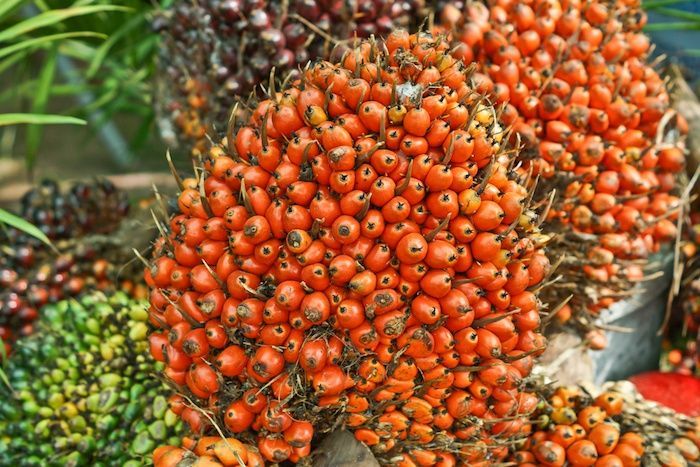 African oil palm